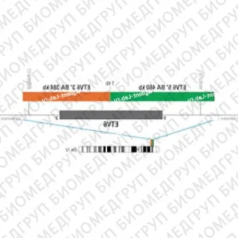 ДЛЯ КЛИЕНТОВ из США. SureFISH 12p13.2 ETV6 5 BA 460кб P20 GR. ETV6, Break Apart, 20 тестов, FITC, Концентрат, Ручное использование