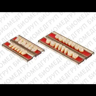 Spofadent Plus С2 1/480/61/72