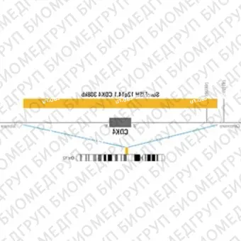 ДЛЯ КЛИЕНТОВ ЗА ПРЕДЕЛАМИ США. SureFISH 12q14.1 CDK4 308kb P100 RD