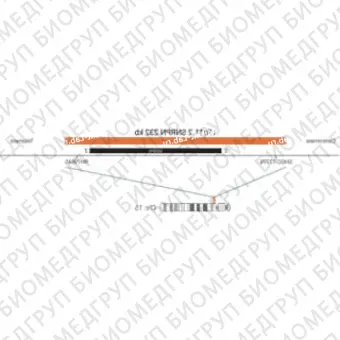 ДЛЯ КЛИЕНТОВ ЗА ПРЕДЕЛАМИ США. SureFISH 15q11.2 SNRPN 232kb P20 RD