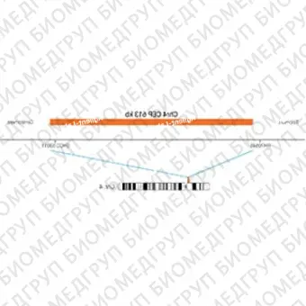 ДЛЯ КЛИЕНТОВ ЗА ПРЕДЕЛАМИ США. SureFISH Chr4 CEP 613kb P20 RD