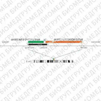 ДЛЯ КЛИЕНТОВ из США. SureFISH 8q13.3 NCOA2 5 BA 258 КБ P20 RD. NCOA2, Break Apart, 20 тестов, Cy3, концентрат, ручное использование