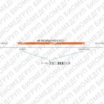 ДЛЯ КЛИЕНТОВ ЗА ПРЕДЕЛАМИ США. SureFISH 15q26.3 Chr15qTel 391kb P20 RD