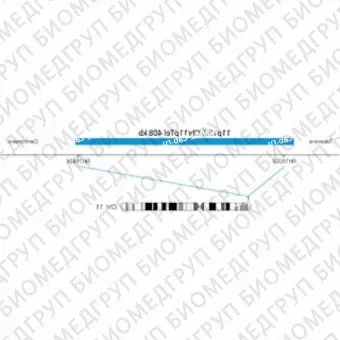 ДЛЯ КЛИЕНТОВ из США. SureFISH 11p15.5 Chr11pTel 408кб P20 BL. Теломер Chr11p, Копийный номер, 20 тестов, Аква, Концентрат, Ручное использование