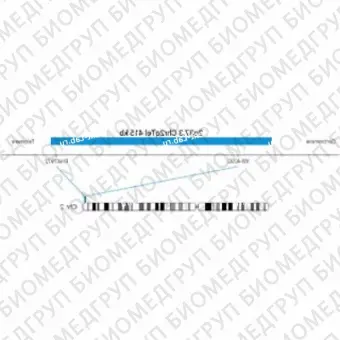 ДЛЯ КЛИЕНТОВ ЗА ПРЕДЕЛАМИ США. SureFISH 2q37.3 Chr2qTel 415kb P20 BL