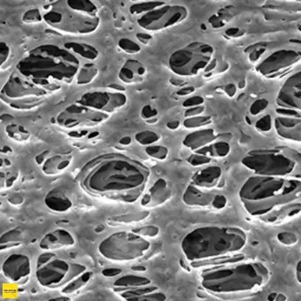 Фильтр, Экспресс, d пор 0,22 мкм, d мембраны 47 мм, 100 шт., Merck Millipore, GPWP04700