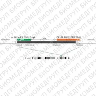 ДЛЯ КЛИЕНТОВ из США. SureFISH 8p12 NRG1 3 BA 248 КБ P20 RD. NRG1, Break Apart, 20 тестов, Cy3, концентрат, ручное использование