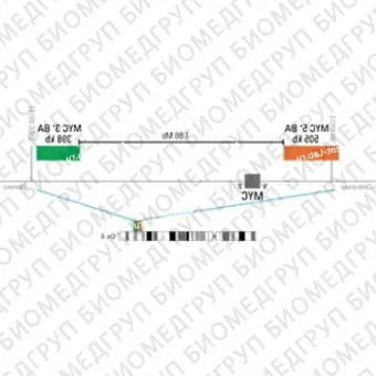 ДЛЯ КЛИЕНТОВ из США. SureFISH 8q24.21 MYC 3 BA 432 КБ P20 RD. MYC, Break Apart, 20 тестов, Cy3, концентрат, ручное использование