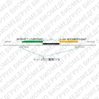 ДЛЯ КЛИЕНТОВ ЗА ПРЕДЕЛАМИ США. SureFISH 15q25.3 NTRK3 5 BA 481kb P20 GR