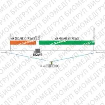 ДЛЯ КЛИЕНТОВ ЗА ПРЕДЕЛАМИ США. SureFISH 22q12.2 EWSR1 3 BA 263kb P100 RD