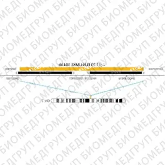 ДЛЯ КЛИЕНТОВ ЗА ПРЕДЕЛАМИ США. SureFISH 7q11.23 ELNLIMK1 104kb P20 RD