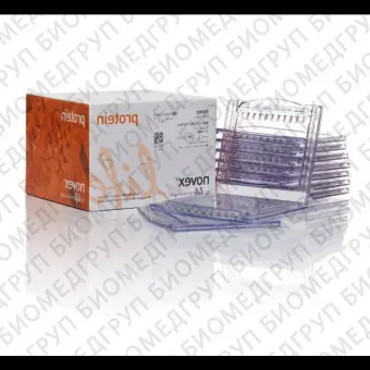 Гель полиакриламидный Bolt BisTris Mini Protein Gel, 8 х 8 см, 12 лунок, 8, Thermo FS, NW00082BOX, 10 шт./уп.