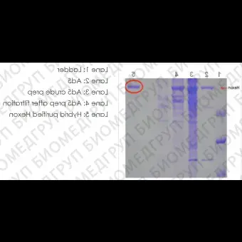 Нативный белок гексон аденовируса Native Adenovirus Type 5 hexon protein, Abcam, ab123995, 100 мкг