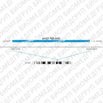 ДЛЯ КЛИЕНТОВ ЗА ПРЕДЕЛАМИ США. SureFISH Chr6 CEP 706kb P20 BL