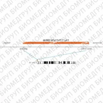 ДЛЯ КЛИЕНТОВ ЗА ПРЕДЕЛАМИ США. SureFISH 11q25 Chr11qTel 398kb RD P20