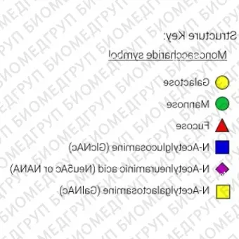 Nгликан AdvancedBio InstantQ G0/A2 асиало, агалакто, биантенный комплекс Nгликан ранее ProZyme. Nгликан, помеченный InstantQ, для использования в качестве качественного стандарта с системой анализа гликанов GlyQ. Альтернативные названия гликанов