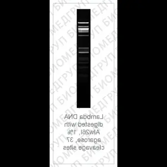 Эндонуклеаза рестрикции Alw26I Fast Digest для ускоренного гидролиза ДНК, Fermentas, Thermo FS, FD0034, 100 реакций