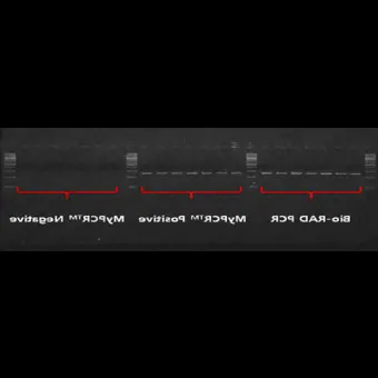 Амплификатор в режиме реального времени MyPCR