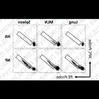 Набор для конъюгации антител PE / RPhycoerythrin Conjugation Kit, LightningLink, Abcam, ab10291860, 60 мкг