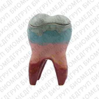 Декоративный зуб из керамики с крышкой, средний, цветной