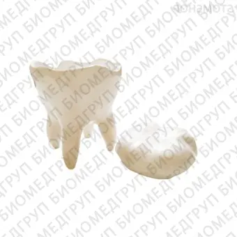 Декоративный зуб из керамики с крышкой, средний