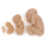 Учебный манекен эмбрион 79867