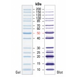 Маркеры молекулярной массы белков, неокрашенные, PageRuler, 10-200 кДа, для SDS-электрофореза и вестерн-блоттинга, Thermo FS, 26614, 2х250 мкл