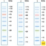 Маркеры белковые молекулярного веса, предокрашенные, Prism Ultra, 10-180 кДа, 10 полос, Abcam, ab116027, 500 мкл