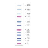 Маркеры белковые молекулярного веса, предокрашенные, Dual Xtra, 2-250 кДа, 12 полос, Bio-Rad, 1610397, 5x500 мкл