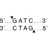 Эндонуклеаза рестрикции DpnII, 10 000 ед/мл, New England Biolabs, R0543 L, 5 000 единиц