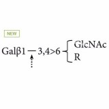 β(1-3,4)-галактозидаза (яички крупного рогатого скота) (ранее ProZyme)