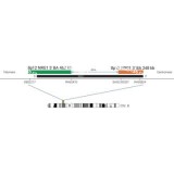 ДЛЯ КЛИЕНТОВ из США. SureFISH 8p12 NRG1 5' BA 460кб P20 GR. NRG1, Break Apart, 20 тестов, FITC, Концентрат, Ручное использование