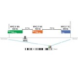 ДЛЯ КЛИЕНТОВ ЗА ПРЕДЕЛАМИ США. SureFISH 8q24.21 MYC 3' TC 398kb P20 BL